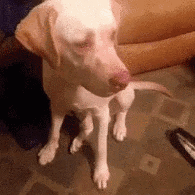 a white dog is standing on its hind legs on a tiled floor next to a couch .