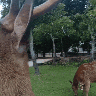 a close up of a deer 's ears in a park with trees in the background
