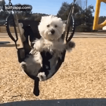 Puppy Day.Gif GIF - Puppy Day Wishes Trending GIFs
