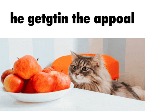 a cat is looking at a bowl of apples with the words he gettin the appeal above it