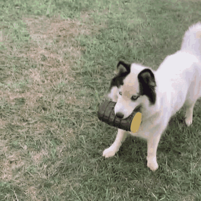 a husky dog is holding a tire in its mouth while standing in the grass .