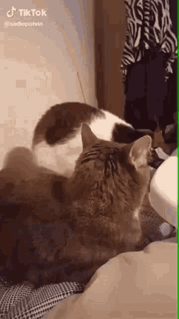 Cat Biting GIF - Cat Biting Bite GIFs