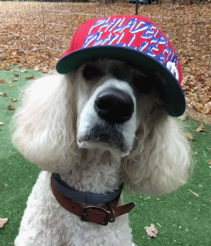 Phillies Fan Doggie Hat GIF - Phillies Fan Doggie Hat GIFs
