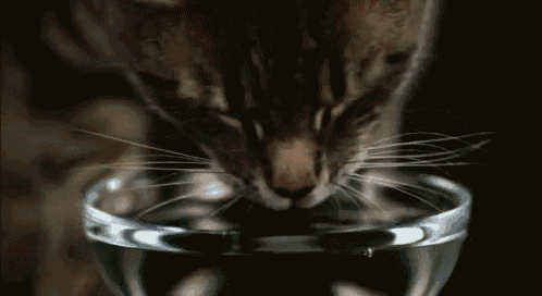 Slow Motion Cat Drinking Water GIF - Cat Drinking Slowmotion GIFs