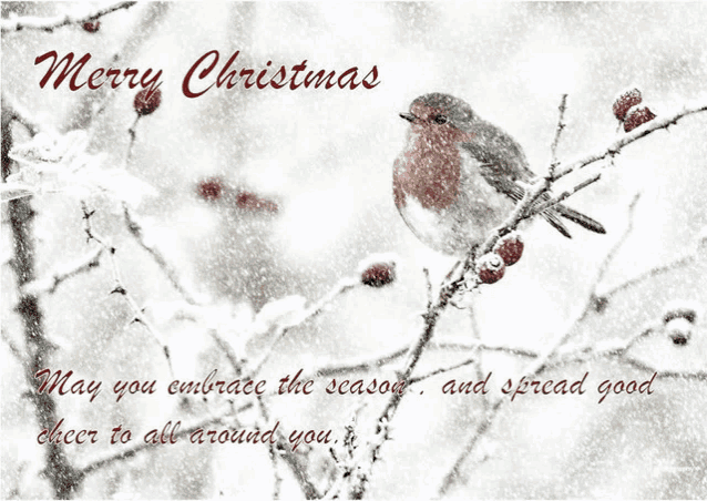 a merry christmas card with a small bird on a branch