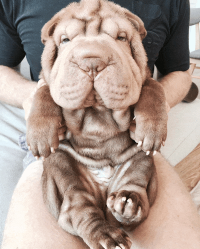 a man is holding a shar pei puppy in his arms and the puppy is looking at the camera