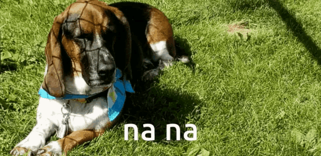 a brown and white dog is laying in the grass with na na written in the corner