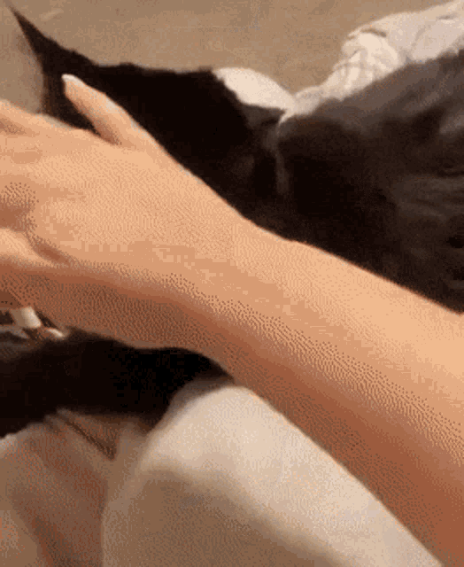 a close up of a person petting a black cat on a bed