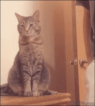 Cat Pet GIF - Cat Pet Sitting GIFs