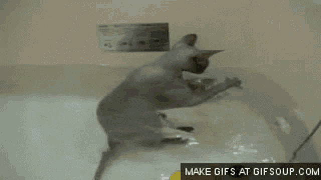a cat is playing in a bathtub with a make gifs at gifsoup.com button