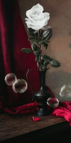 a white rose in a black vase with soap bubbles surrounding it