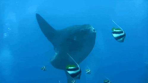a large fish is swimming in the ocean with a smaller fish in the background