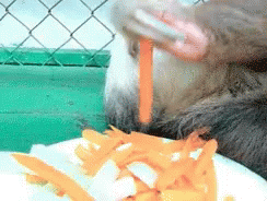 A Most Glamorous Life GIF - Sloth Eating Tired GIFs