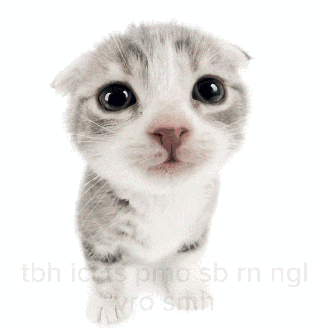 a kitten with the words tbh icl ts pmo sb rn ngl vro smmh written below
