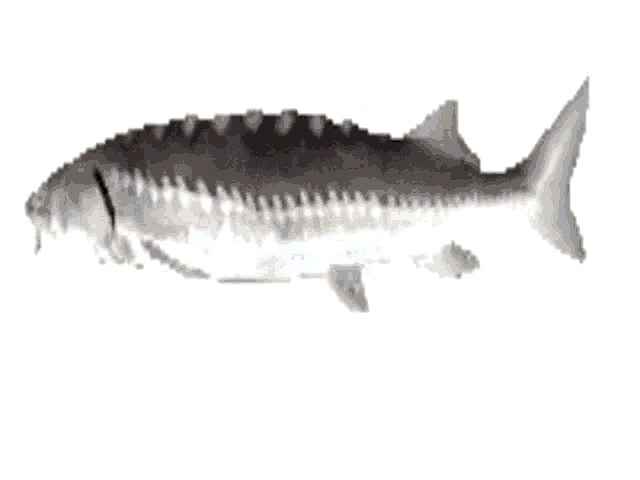 a large fish is swimming on a white surface .