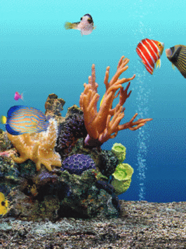Coral Fishes GIF - Coral Fishes Sea GIFs