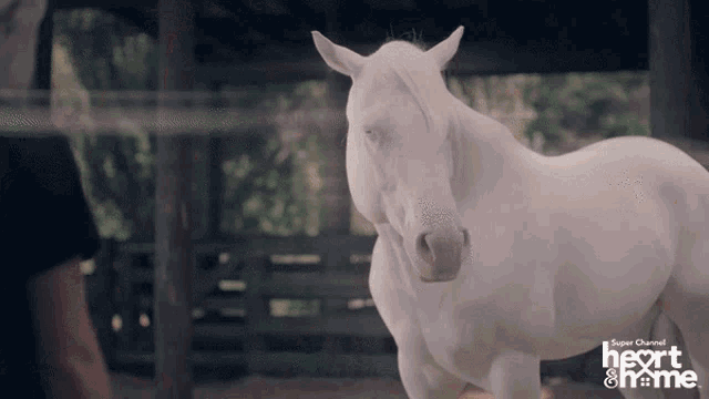 a white horse is standing in front of a sign that says super channel heart and home