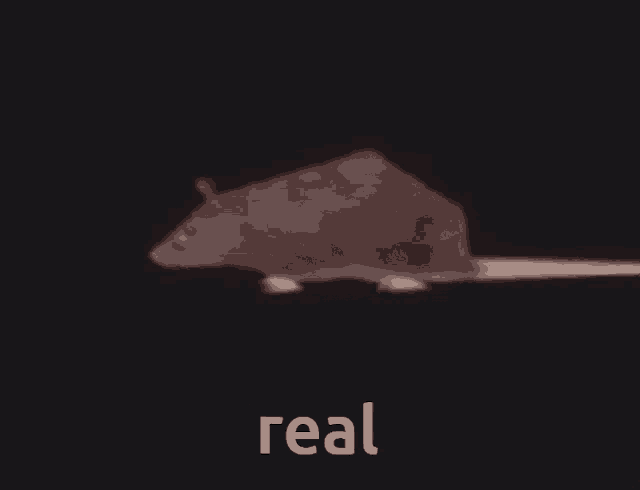 Real Horizontally Spinning Rat GIF - Real Horizontally Spinning Rat This Is Mine And Im Using This Tag So Then Nobody Else Can Find It Easily Except For Me GIFs