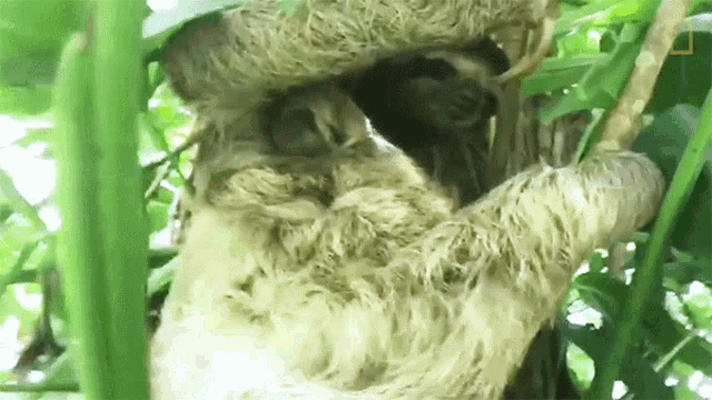 Baby And Mom International Sloth Day GIF - Baby And Mom International Sloth Day Sloth Parent GIFs
