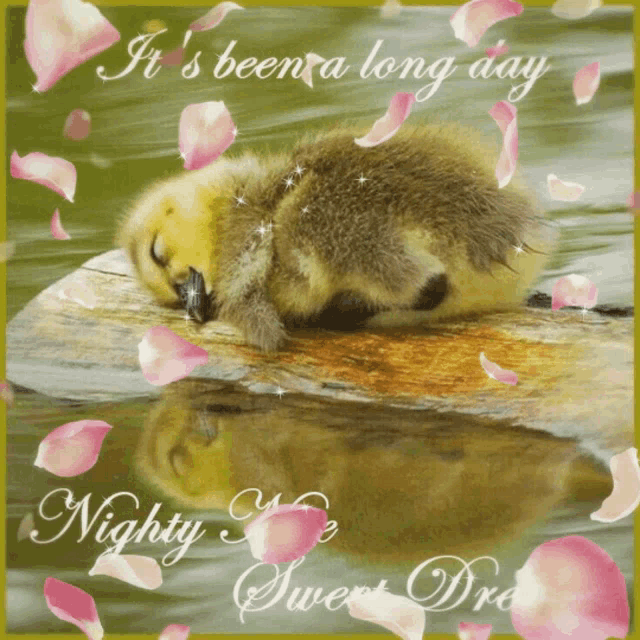 a picture of a duck sleeping on a rock with the words it 's been a long day nighty sweet dream