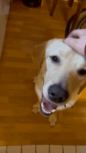 a close up of a dog 's face with its mouth open