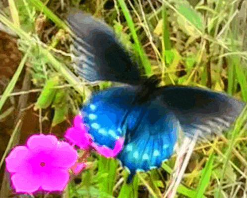 a blue butterfly is perched on a pink flower in the grass