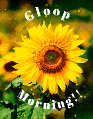 a picture of a sunflower with the words " good morning " written below it