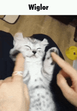 a person is petting a kitten with their finger while it lays on its back .