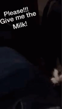 Cat Milk GIF - Cat Milk Give Me GIFs