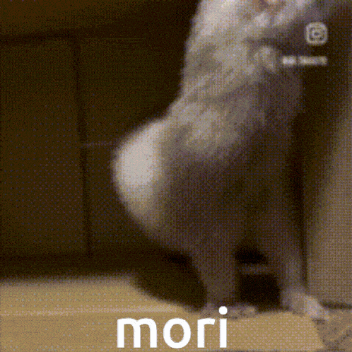 a dog with the word mori on it