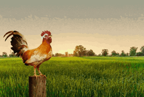 a rooster standing on a wooden post in a grassy field