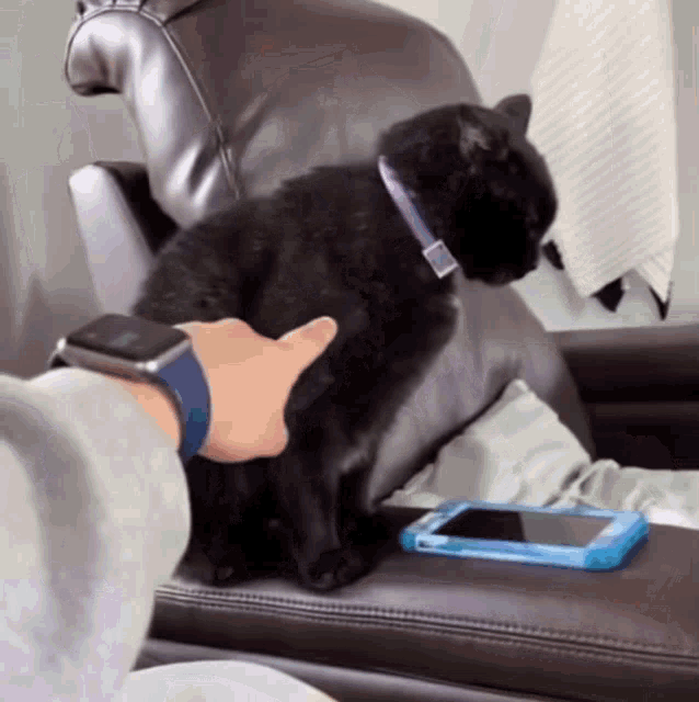 Offended Cat Cat Dont Touch Me GIF - Offended Cat Cat Dont Touch Me Cat Dont Bother Me GIFs