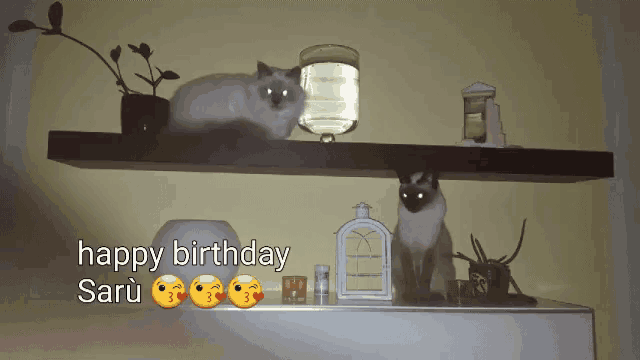 two cats sitting on a shelf with the words happy birthday saru above them