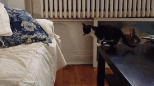 a black and white cat standing on a table in front of a radiator