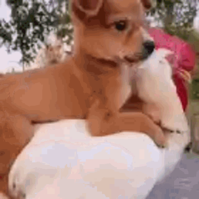 a small brown dog is laying on top of a white duck .