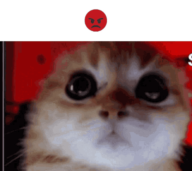 a close up of a cat 's face with a red angry face above it