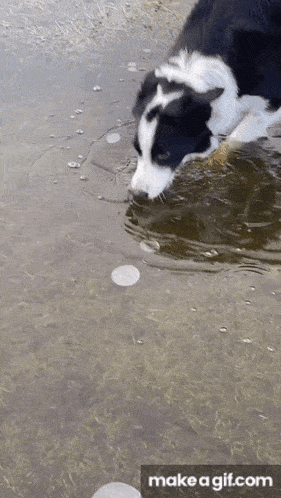a black and white dog is drinking water from a puddle of water