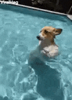 a dog is swimming in a pool and looking at the camera .