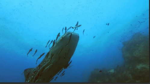 Whale Shark GIF - Nature Whaleshark Ocean GIFs