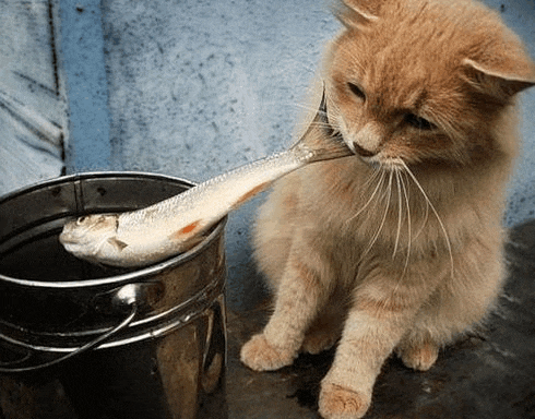 a cat is eating a fish from a bucket