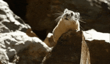 a small animal standing on top of a rock looking up