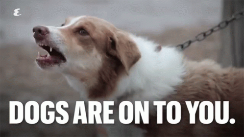 Dogs Are On To You Barking GIF - Dogs Are On To You Barking Yapping GIFs