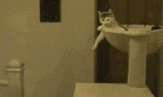 a person giving a high five to a cat in a bathroom sink