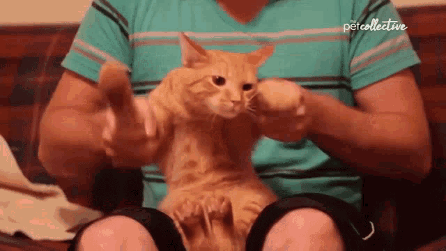 a cat is being petted by a man wearing a blue shirt that says petcollective