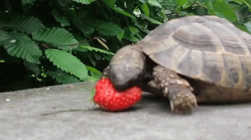 Turtle Strawberry Eating GIF - Turtle Strawberry Eating Animal GIFs