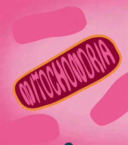Mitochondria GIF