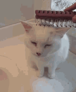 Cat Kitty GIF - Cat Kitty Beauty GIFs