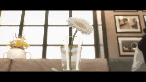a white flower in a glass of water in front of a window