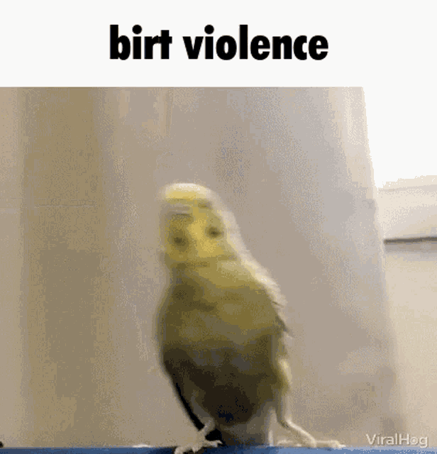 Bird Birds GIF - Bird Birds Violence GIFs