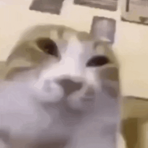 a close up of a cat 's face sitting on a table .